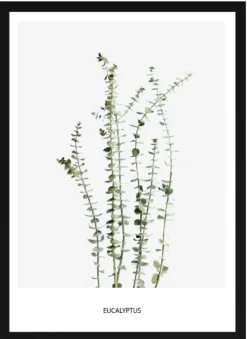 Poster - 'Eucalyptus'